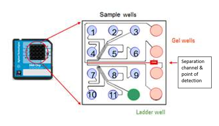 Chip architecture [courtesy of Agilent]