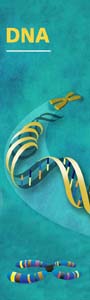DNA image narrow